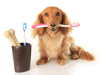 Dental Special for pets
